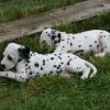 k_wurf_7_woche_62