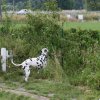 k_wurf_7_woche_70