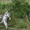 k_wurf_7_woche_73