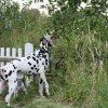 k_wurf_7_woche_75