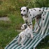 k_wurf_7_woche_91