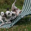 k_wurf_7_woche_94