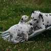 k_wurf_7_woche_96