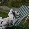 k_wurf_7_woche_97
