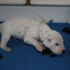 m_wurf_2_woche__28