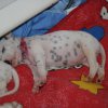 m_wurf_2_woche__45