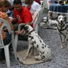 dalmatinerausflug_august_07_43