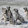 januar_schneebilder_familienbild_dalmis_05