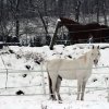 schneeimpressionen_pferde_01