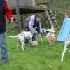 Welpentreff_G_Wurf_17